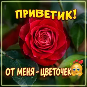 Postcard чудная картинка приветик от меня цветочек