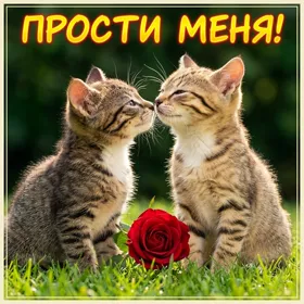 Postcard милая картинка прости меня