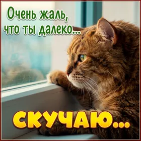Picture очаровательная картинка скучаю
