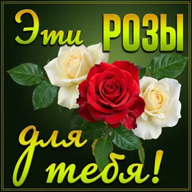 Picture яркая открытка эти розы для тебя