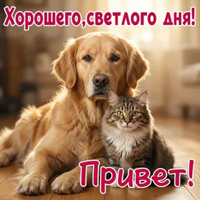 Picture милая открытка привет