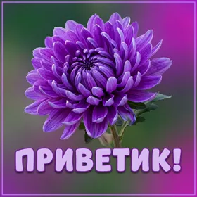 Picture яркая открытка приветик