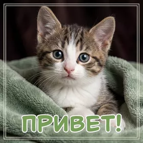 Postcard очаровательная открытка привет