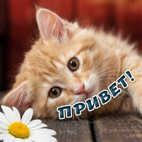 Picture чудесная картинка привет