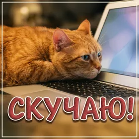 Picture милая открытка скучаю