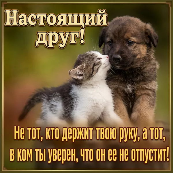 Postcard неподражаемая открытка  настоящий друг