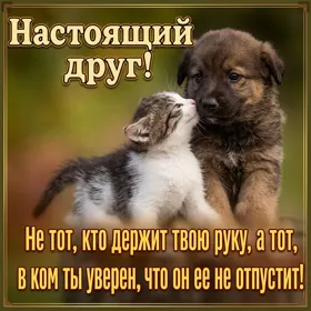 Postcard неподражаемая открытка  настоящий друг
