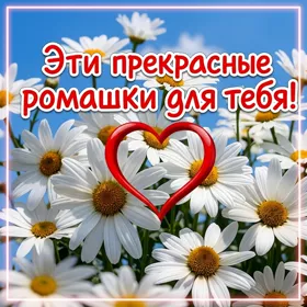 Postcard величественная открытка эти прекрасные ромашки для тебя