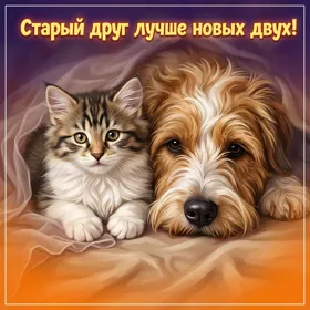 Postcard нежная открытка старый друг лучше новых двух