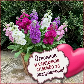 Picture роскошная открытка огромное и сердечное спасибо за поздравление
