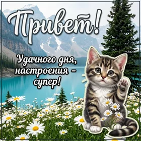 Postcard новая картинка привет с котиком