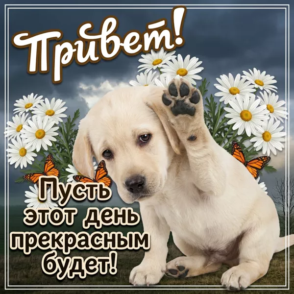 Картинка милая картинка привет