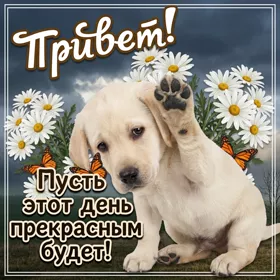 Картинка милая картинка привет