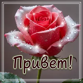 Picture картинка привет, пусть каждый момент будет наполнен радостью!