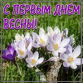 Открытка картинка поздравление с первым днём весны