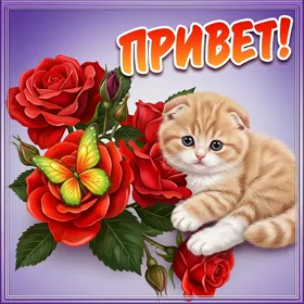 Открытка картинка привет с котиком