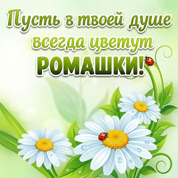 Картинка картинка с пожеланиями с ромашками
