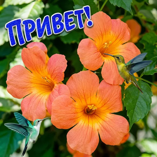 Картинка картинка привет с цветами
