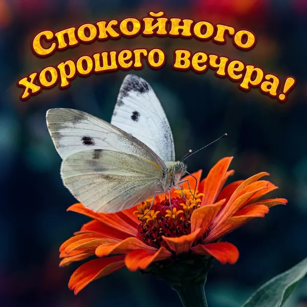 Открытка необычная картинка добрый вечер