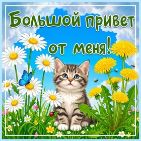Открытка нежная картинка привет