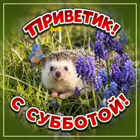 Открытка картинка приветик, с субботой
