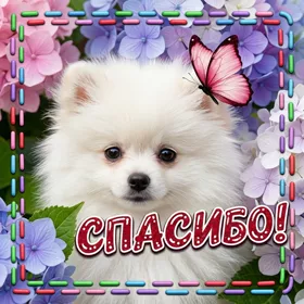 Картинка добрая картинка спасибо