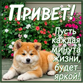 Картинка картинка самый добрый и теплый приветик