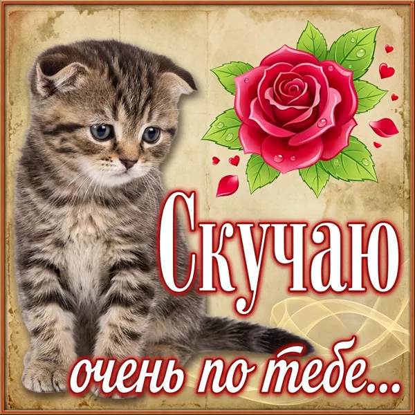 Картинка открытка скучаю с милым котиком